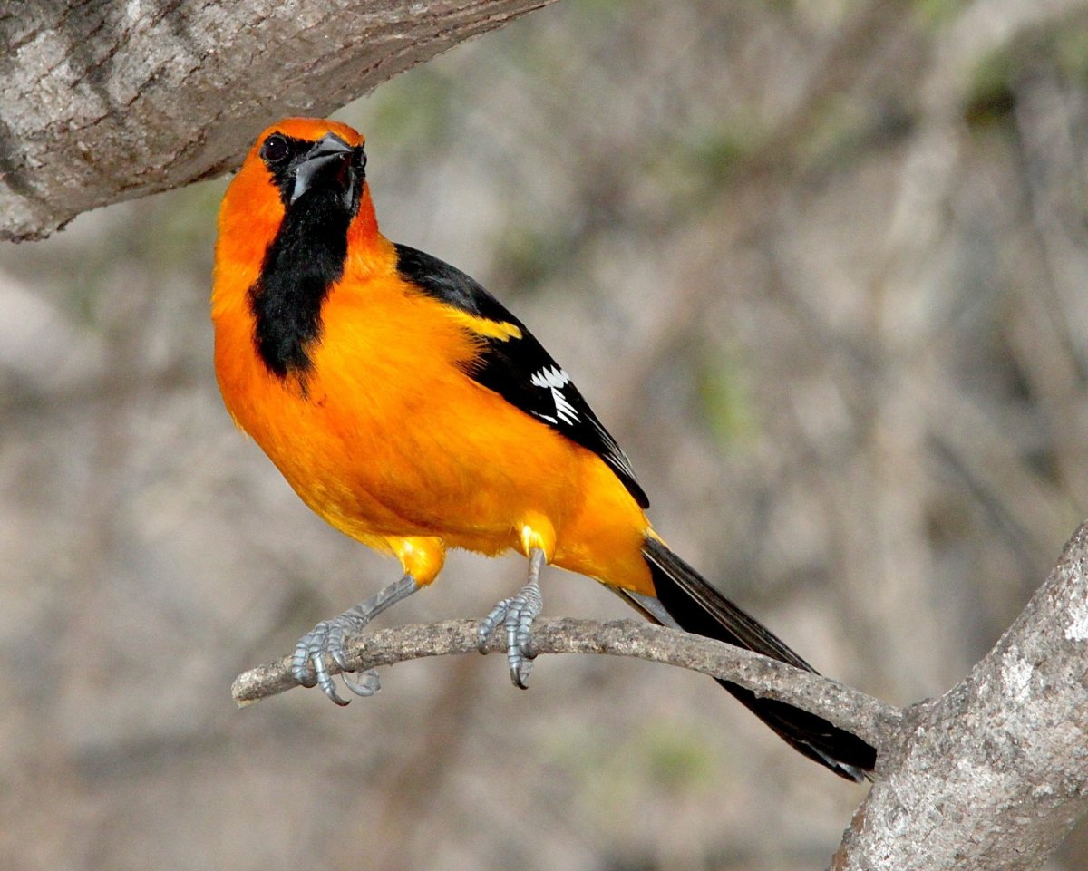 Altamira Oriole