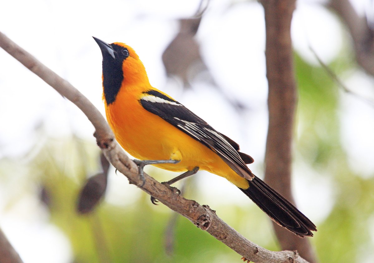 Венесуэла цветной трупиал