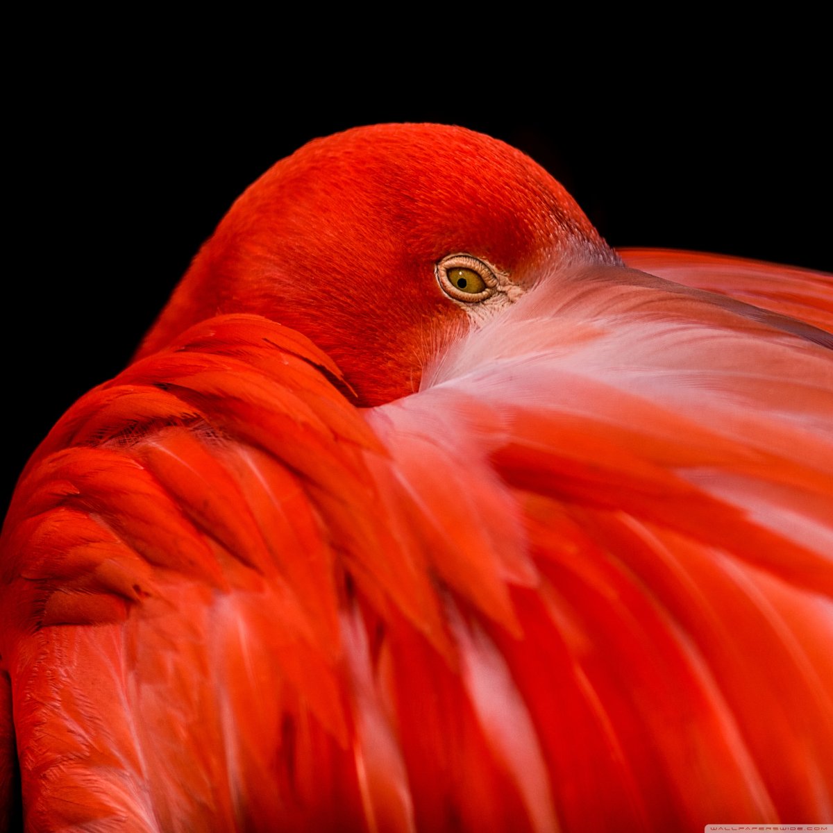 Оранжевая птица большая