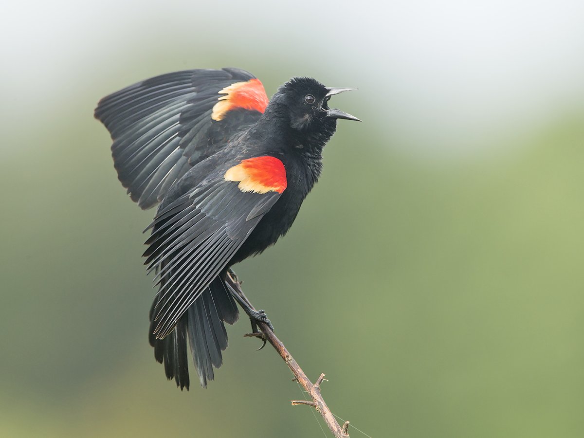 Redwing Blackbird