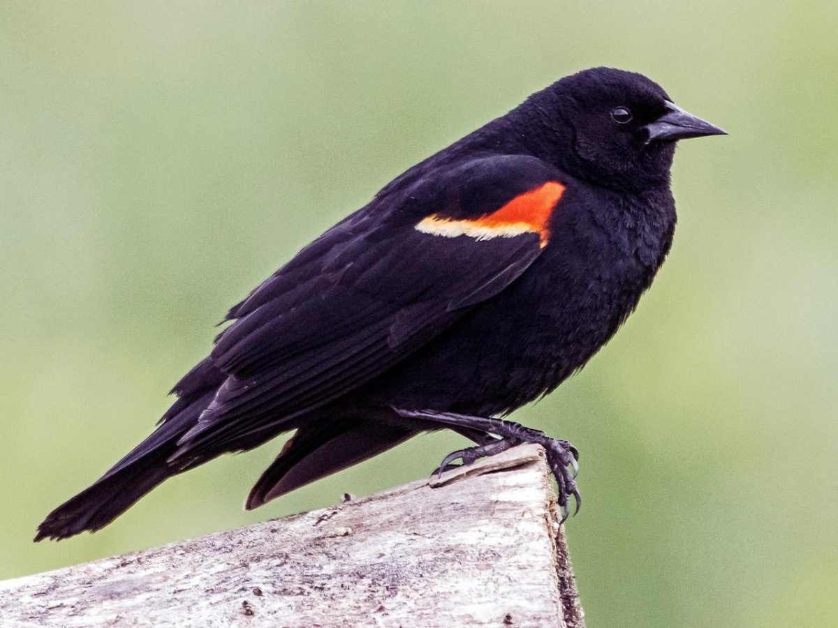 Red Winged Blackbird