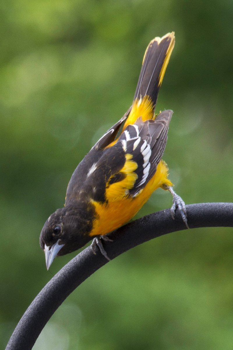 Балтиморская Иволга