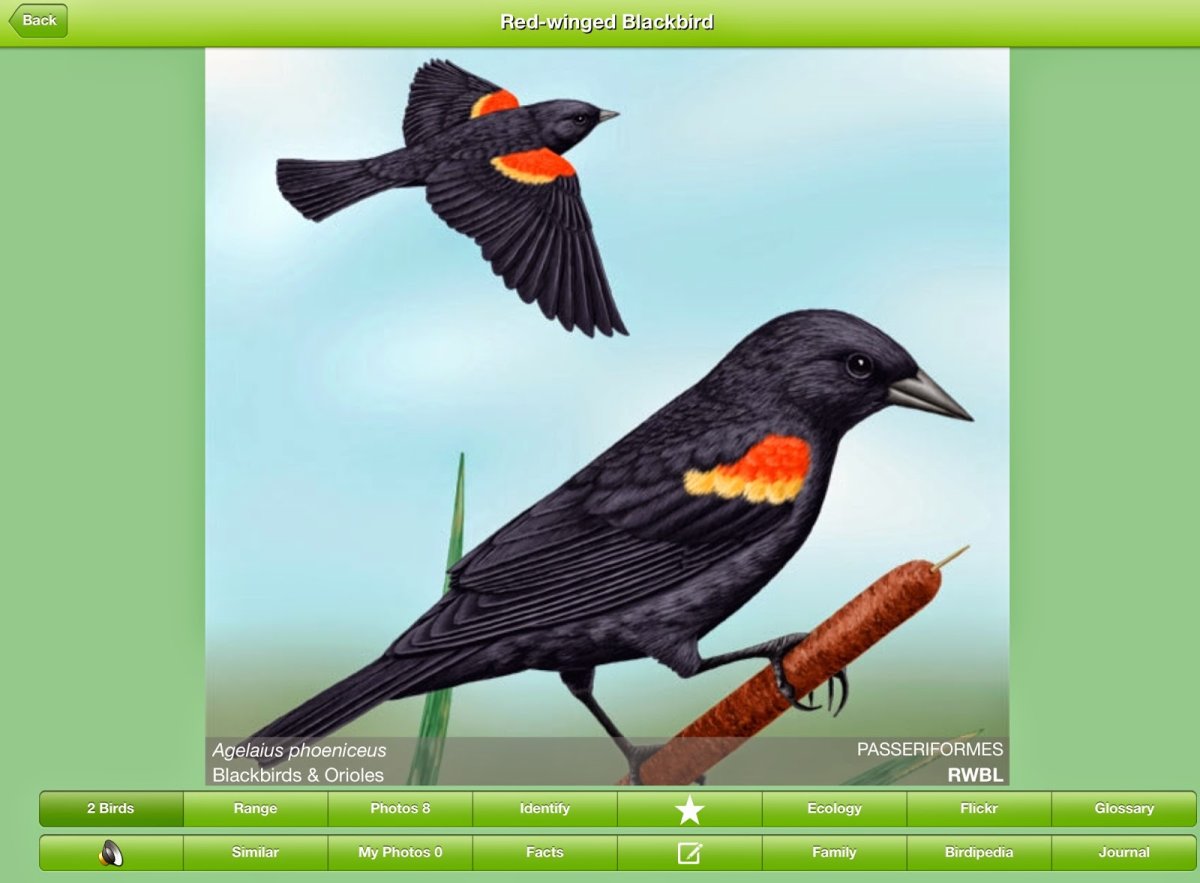 Черный Дрозд с красными крыльями