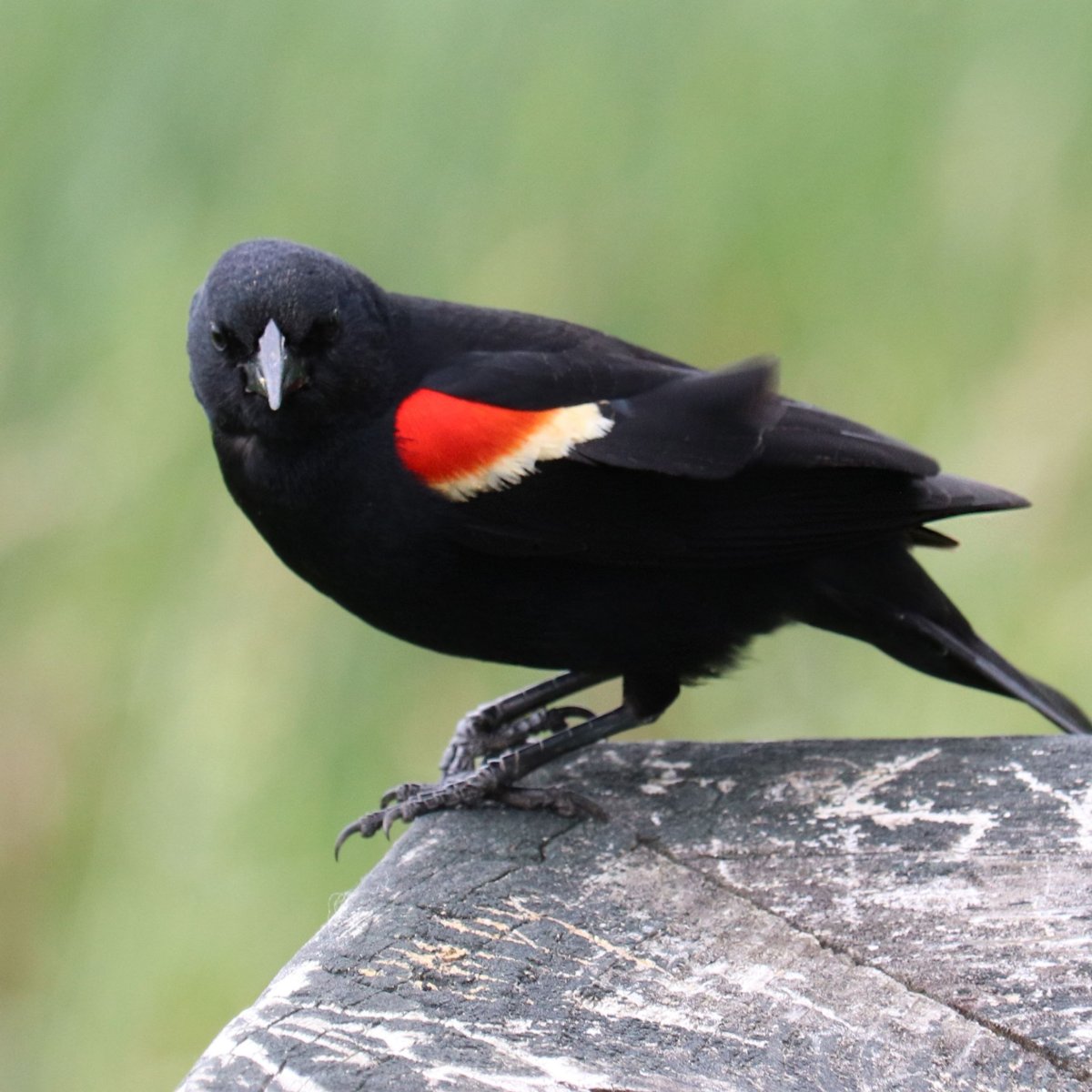 Red Winged Blackbird