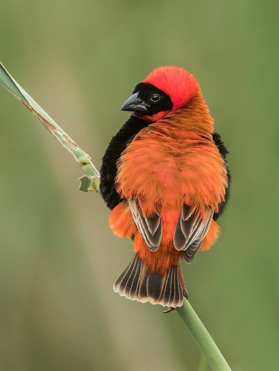 Southern Red Bishop