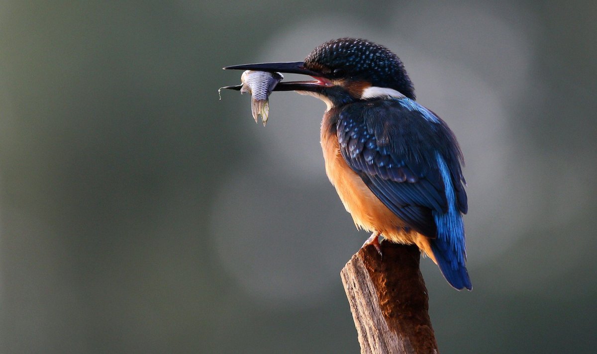 Зимородок Донской