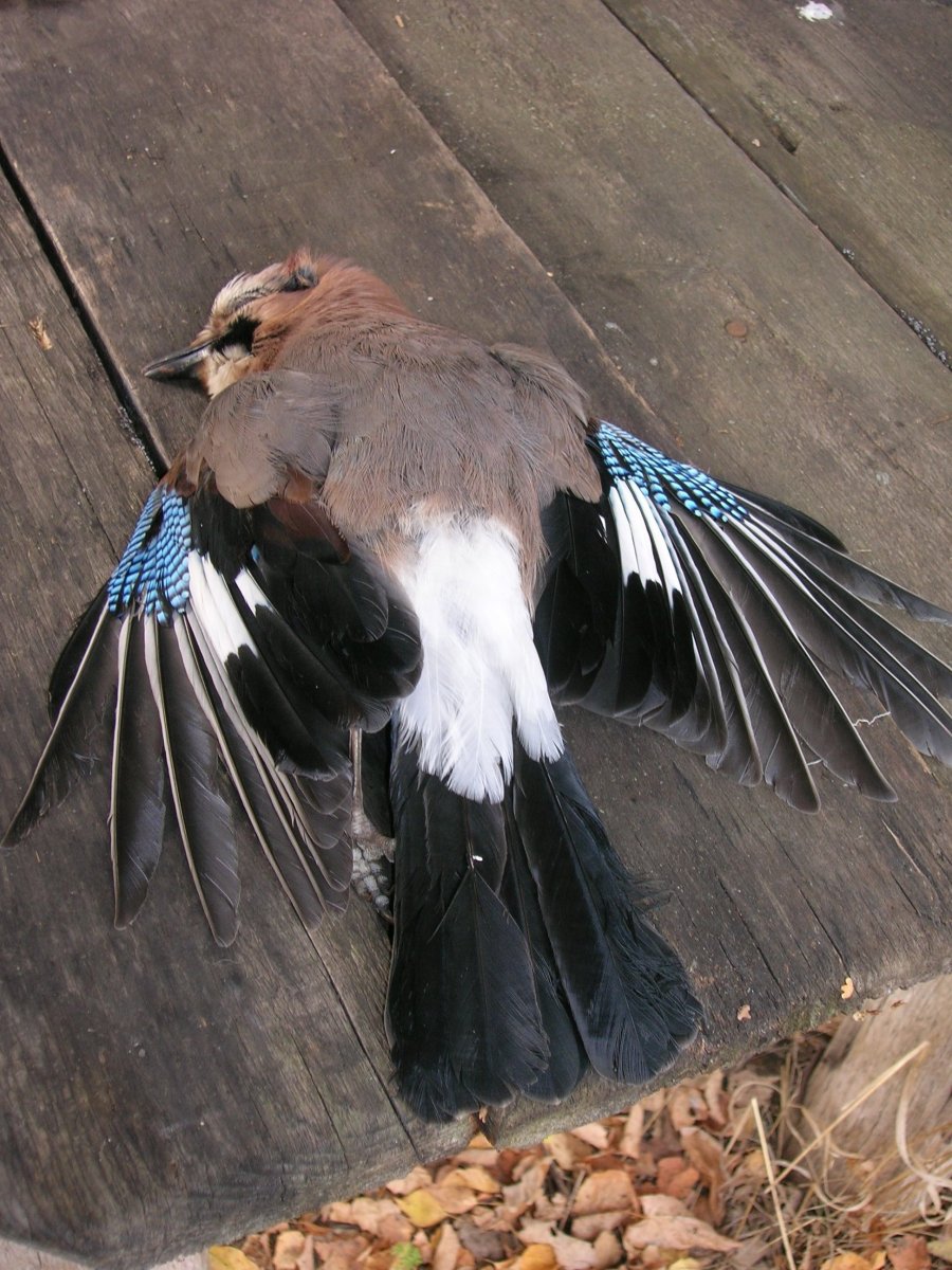 Сойка коричневая Краснодарский край