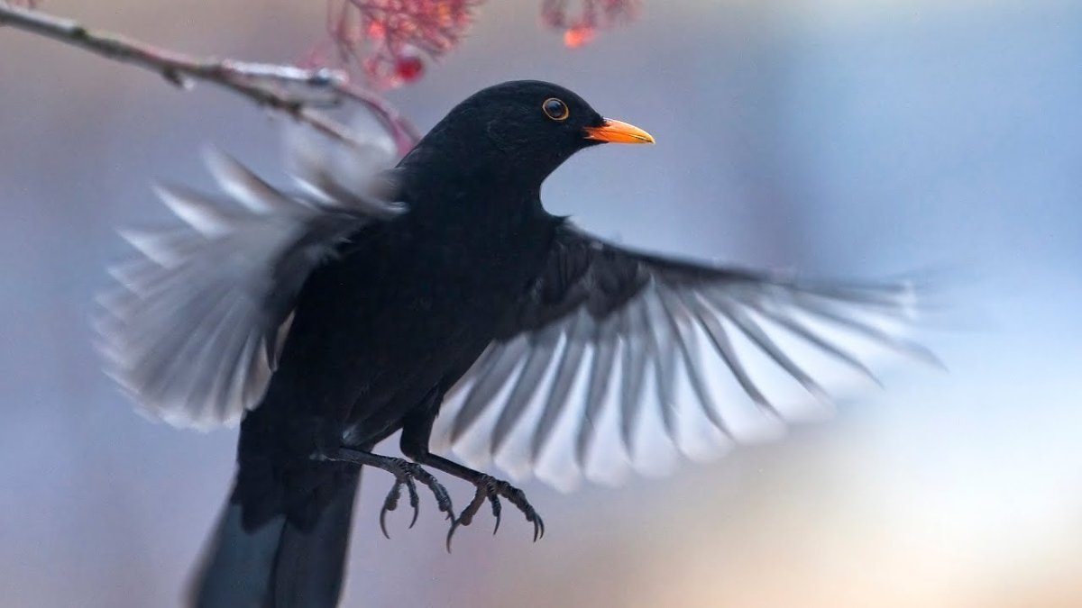 Чёрный Дрозд в полёте