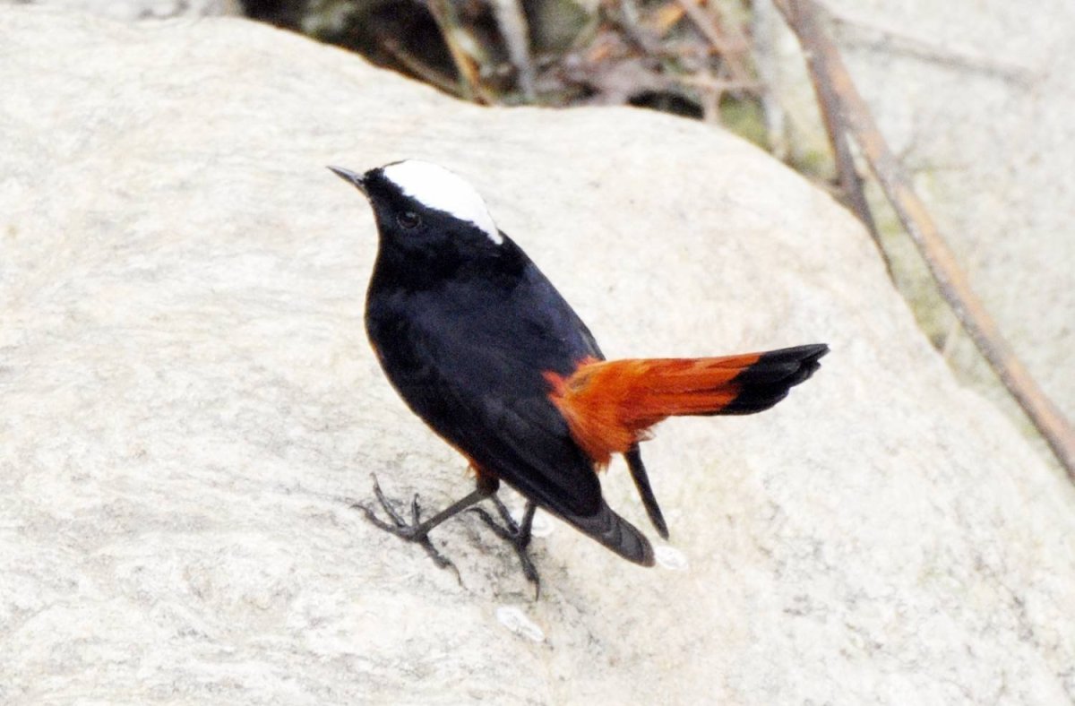 Маленькая черная птичка с красным хвостом