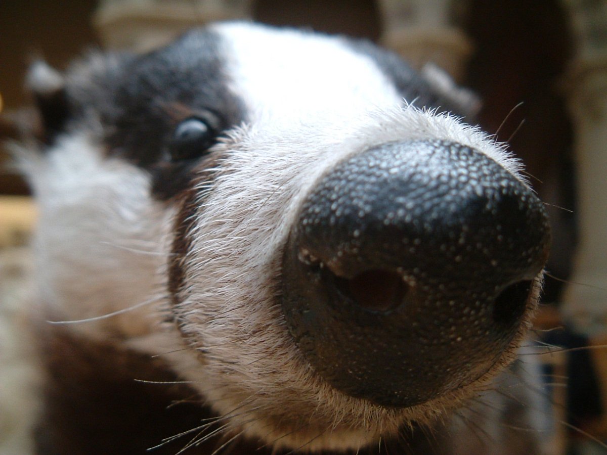 Злой барсук