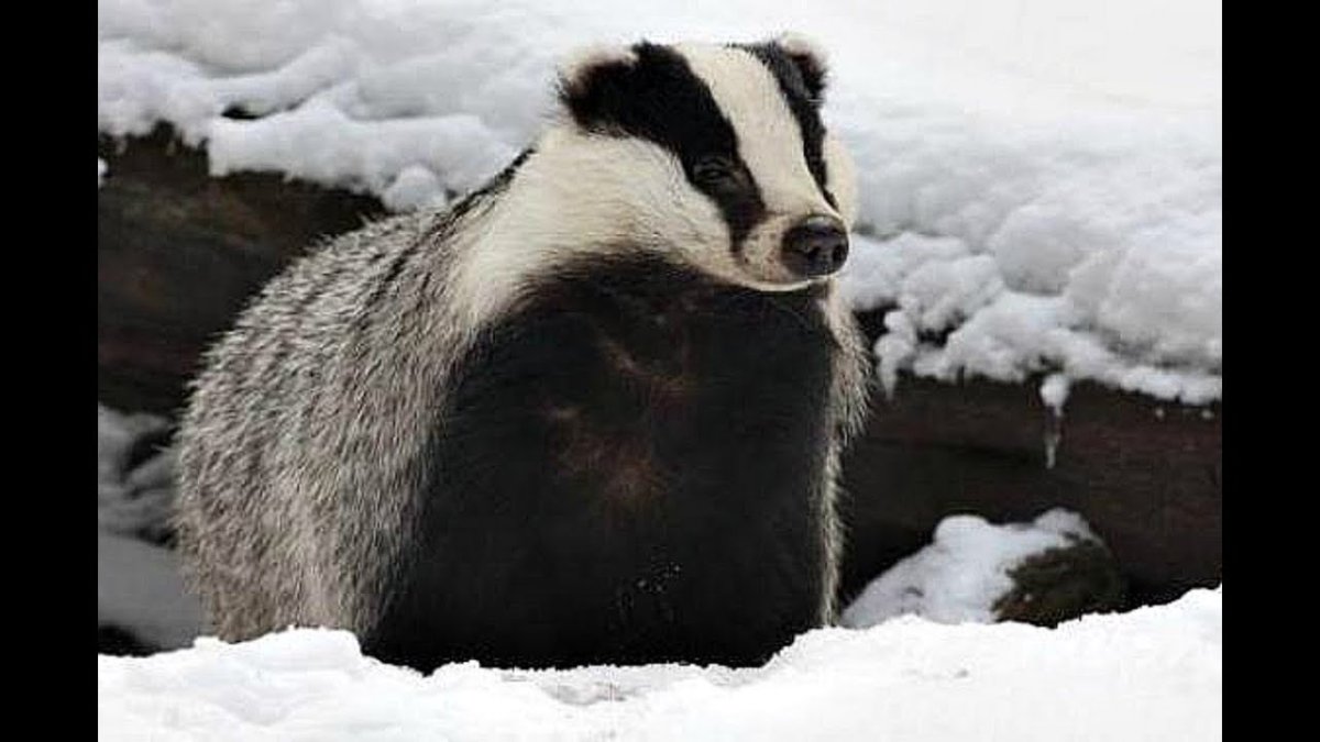 Барсук в спячке