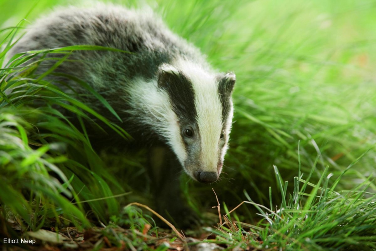 Азиатский барсук