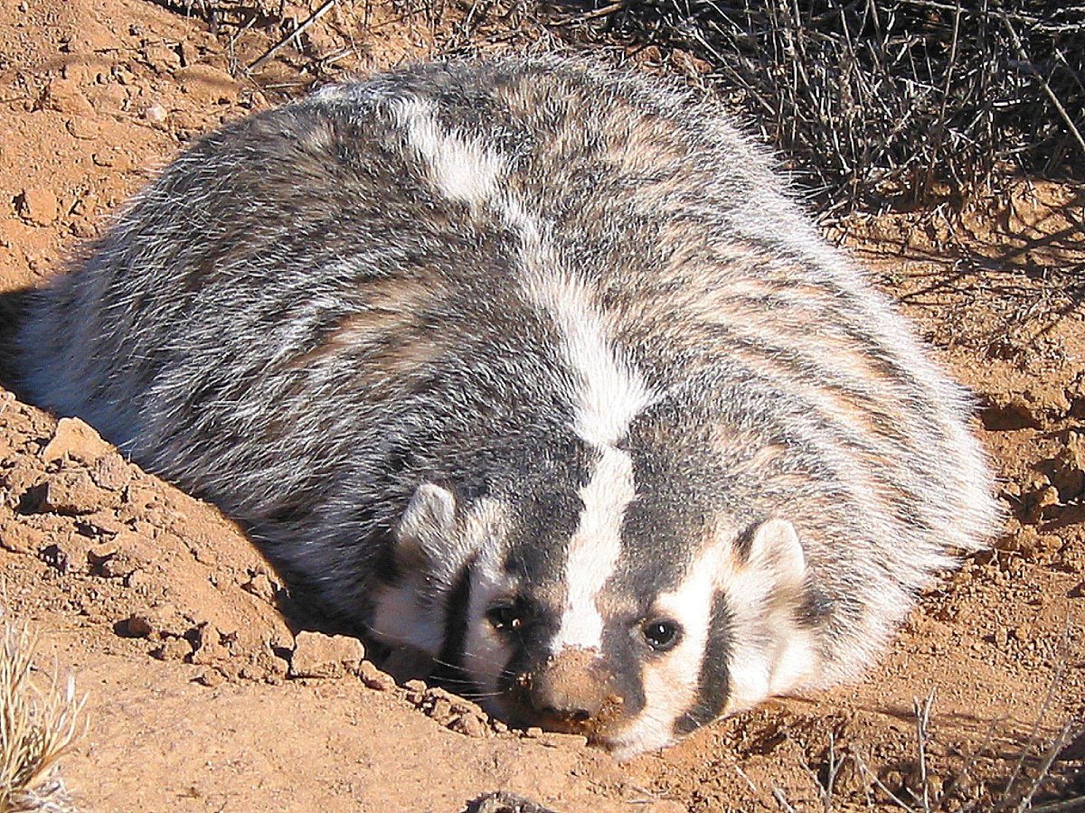Барсук Степной