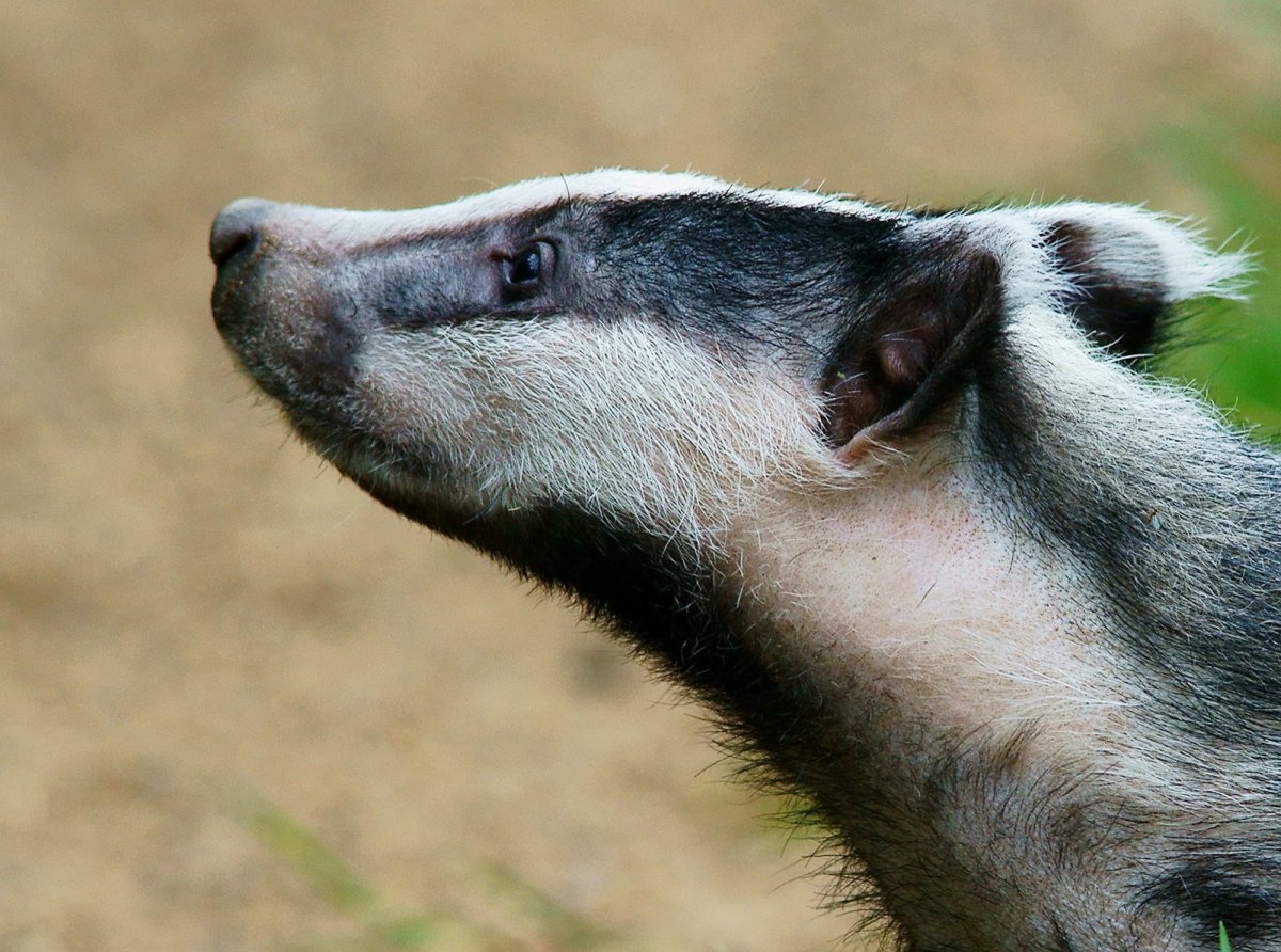 Лысый медоед