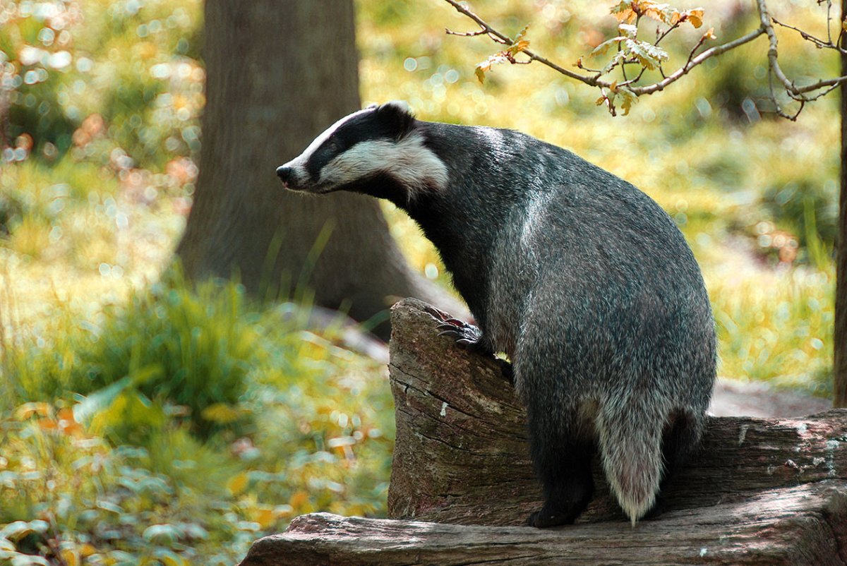 Барсук обыкновенный