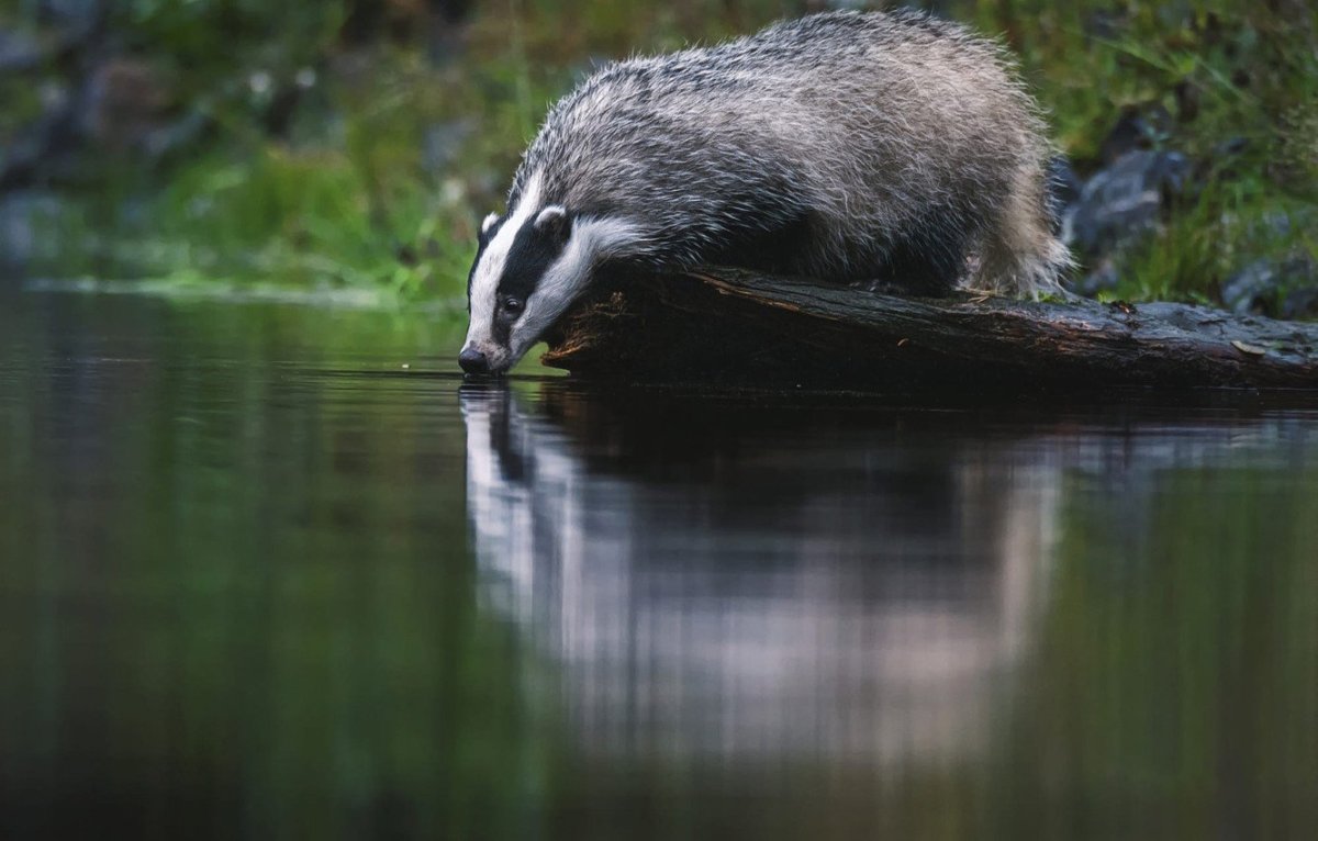 Европейский барсук