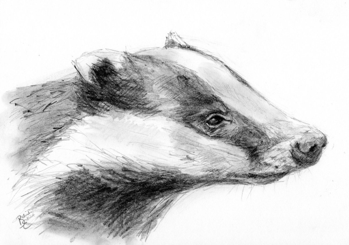Барсук рисунок карандашом