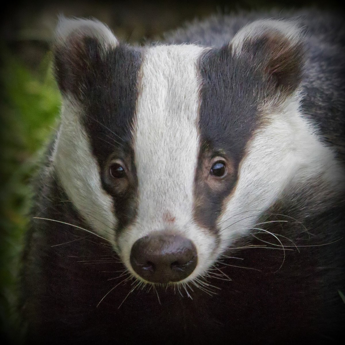 Барсук (лат. Meles Meles)