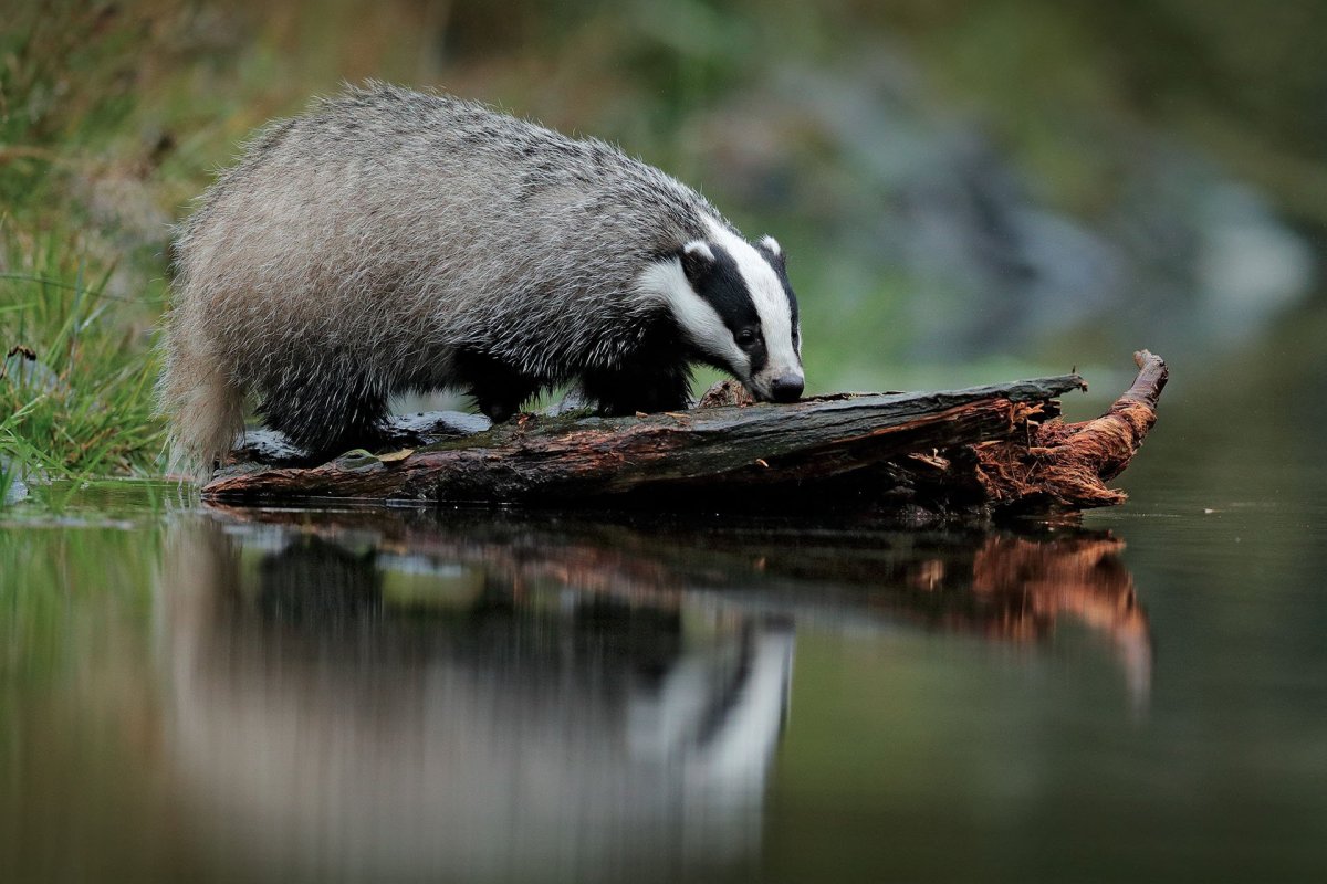 Барсук в воде