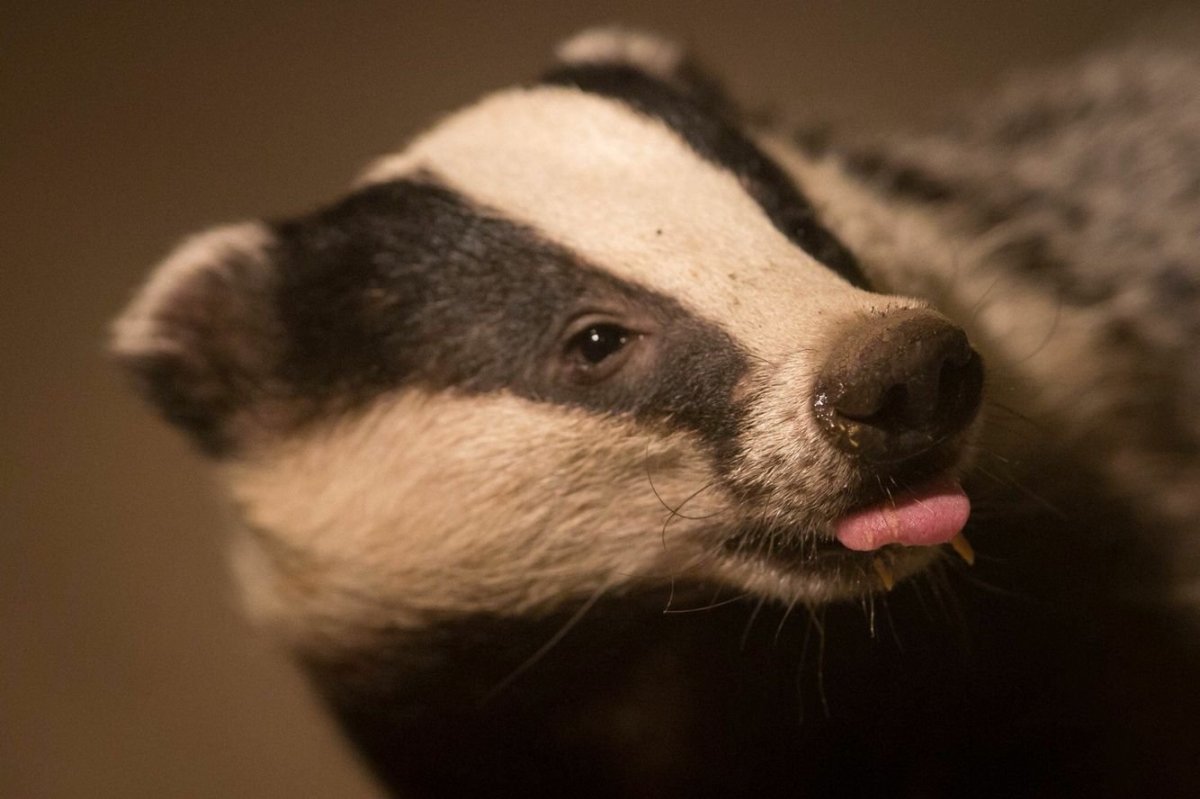 Барсук Евгений