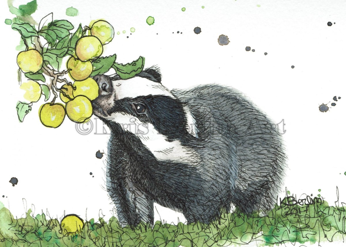 Барсук кушает