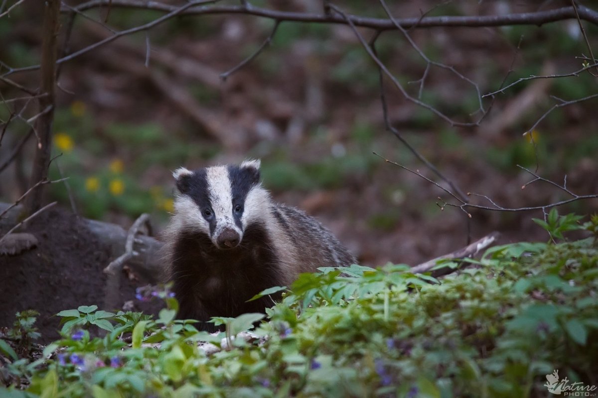 Барсук и ультразвук