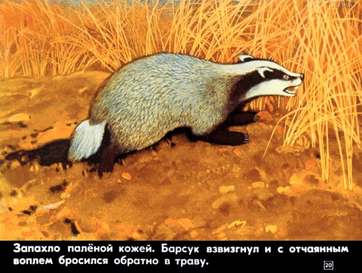 Барсучий нос