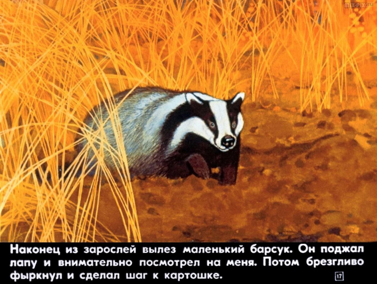 Барсук барсучий нос Паустовского