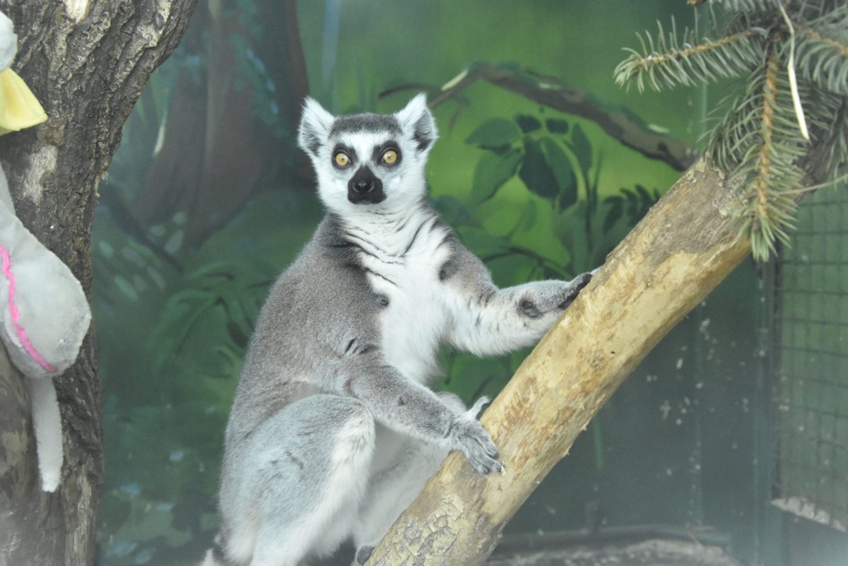 Лемур музыкант