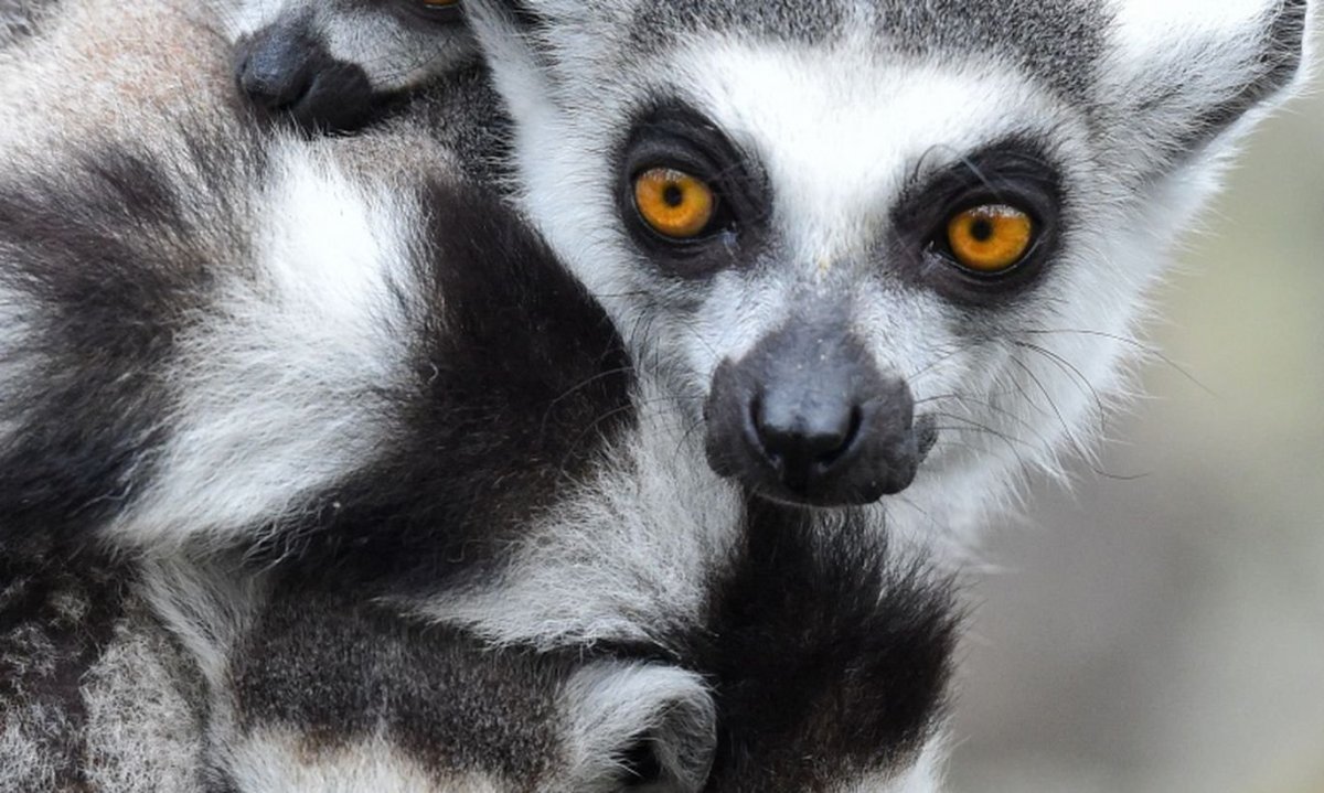 Страшный лемур