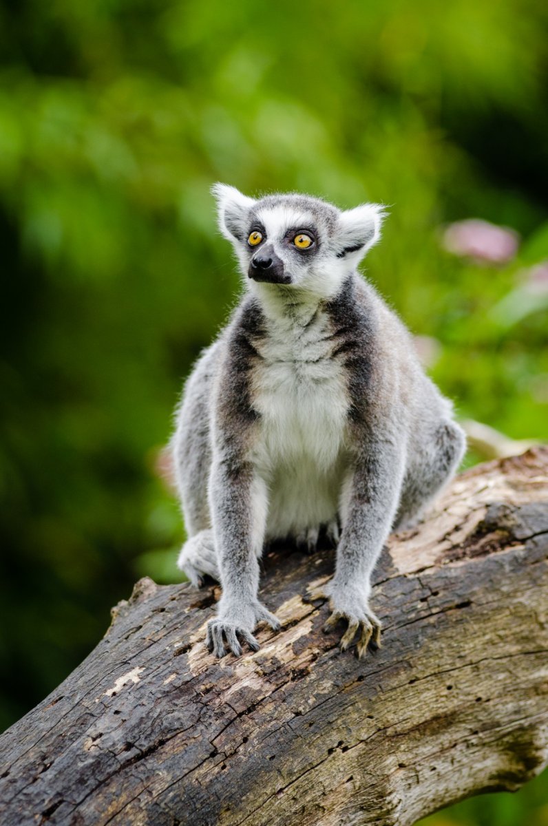 Пучеглазый лемур
