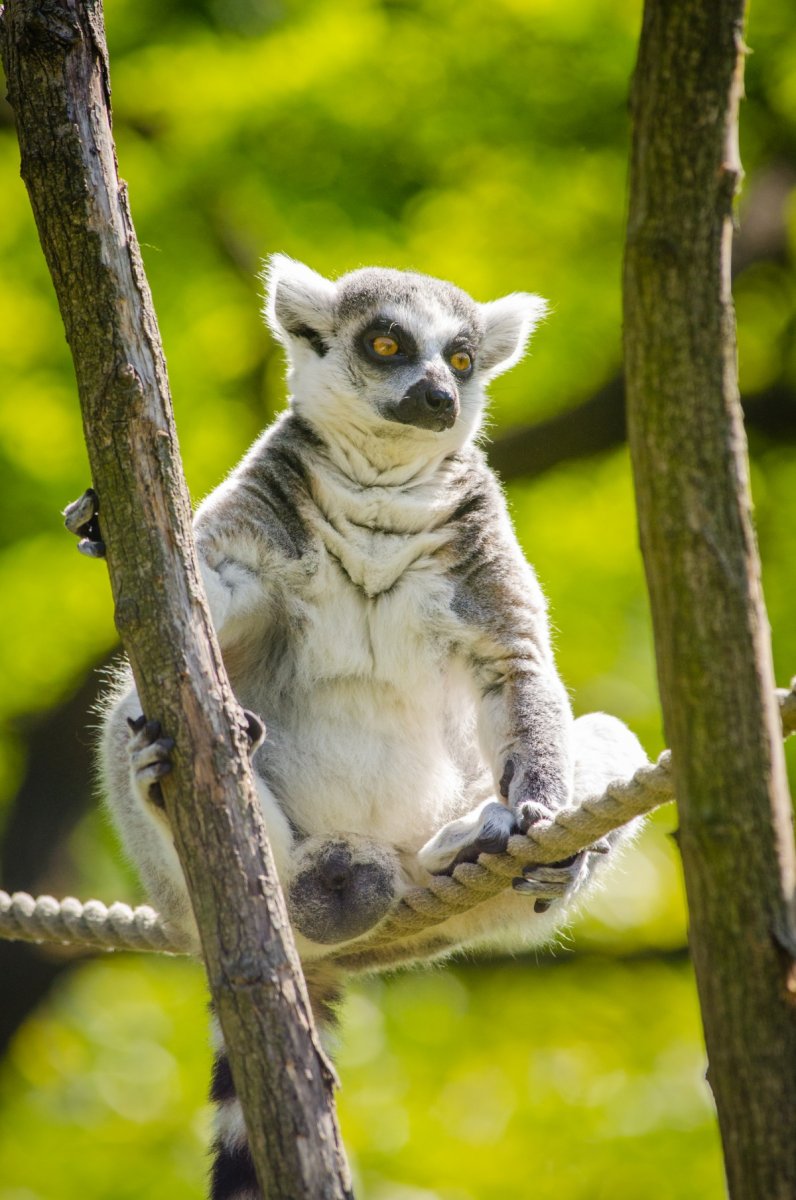 Животные Мадагаскара