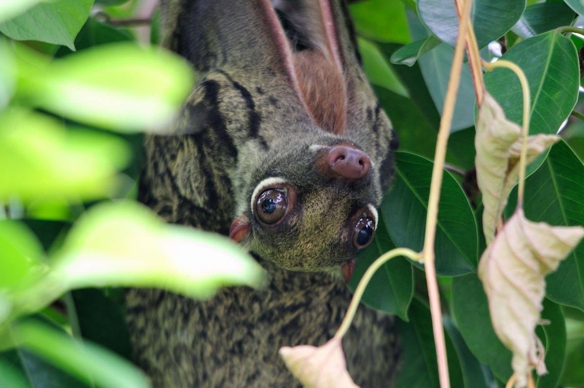 Малайский кагуан