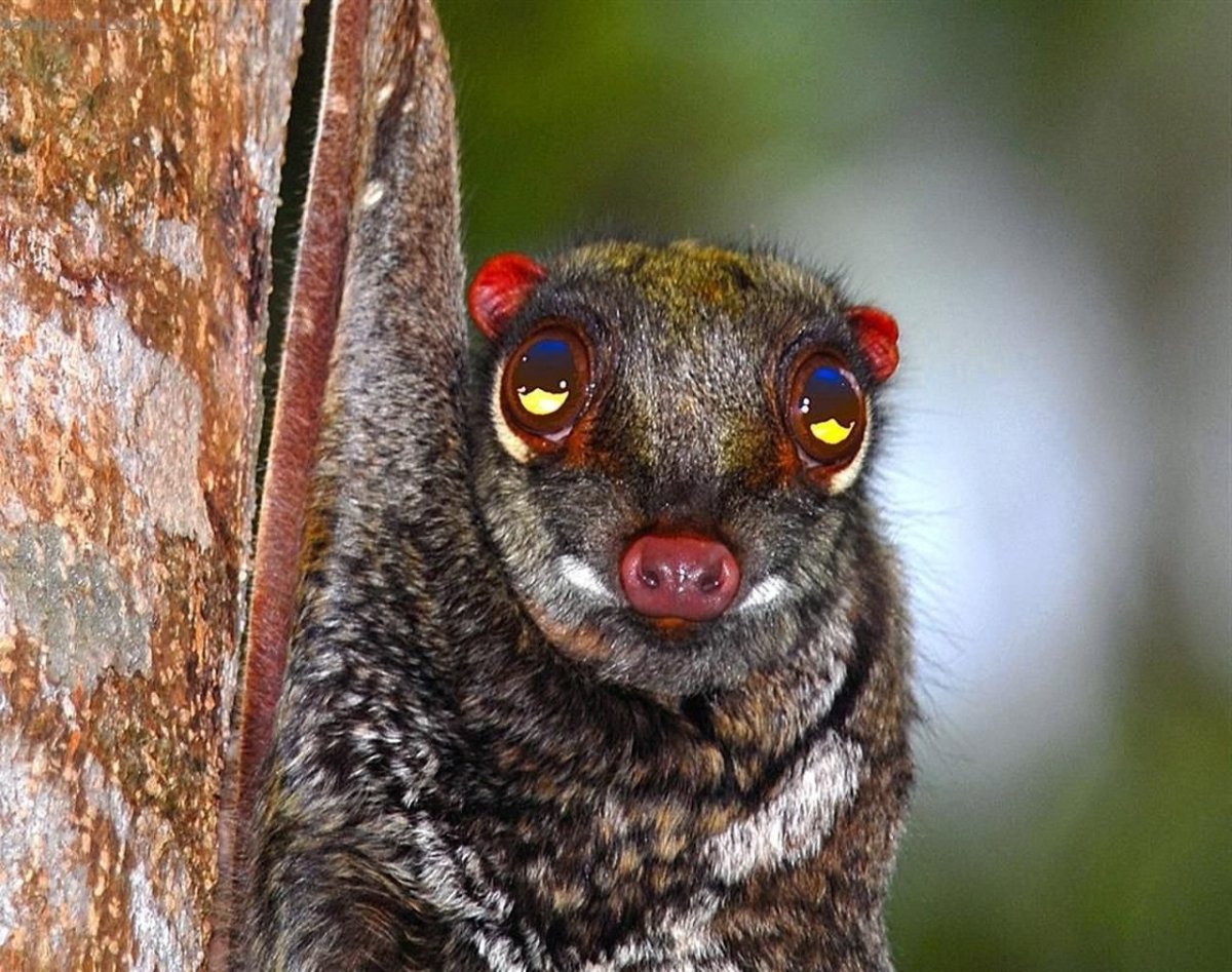 Малайский летающий лемур