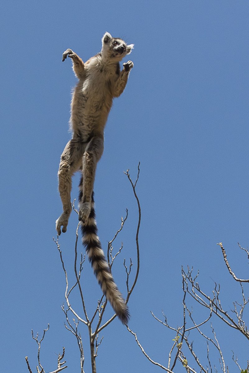 Филиппинский летающий лемур