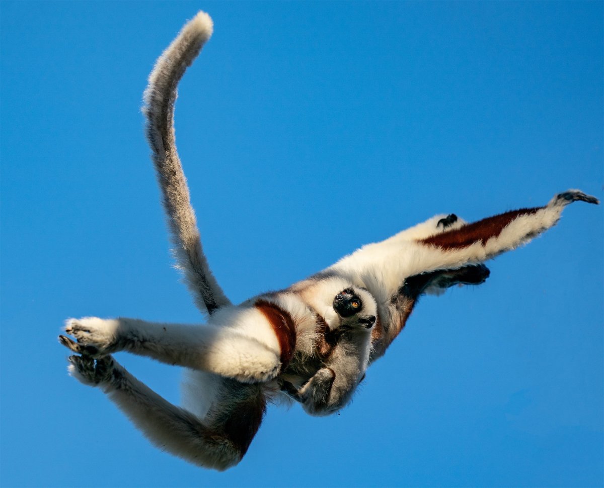 Лемуры сифаки прыжки