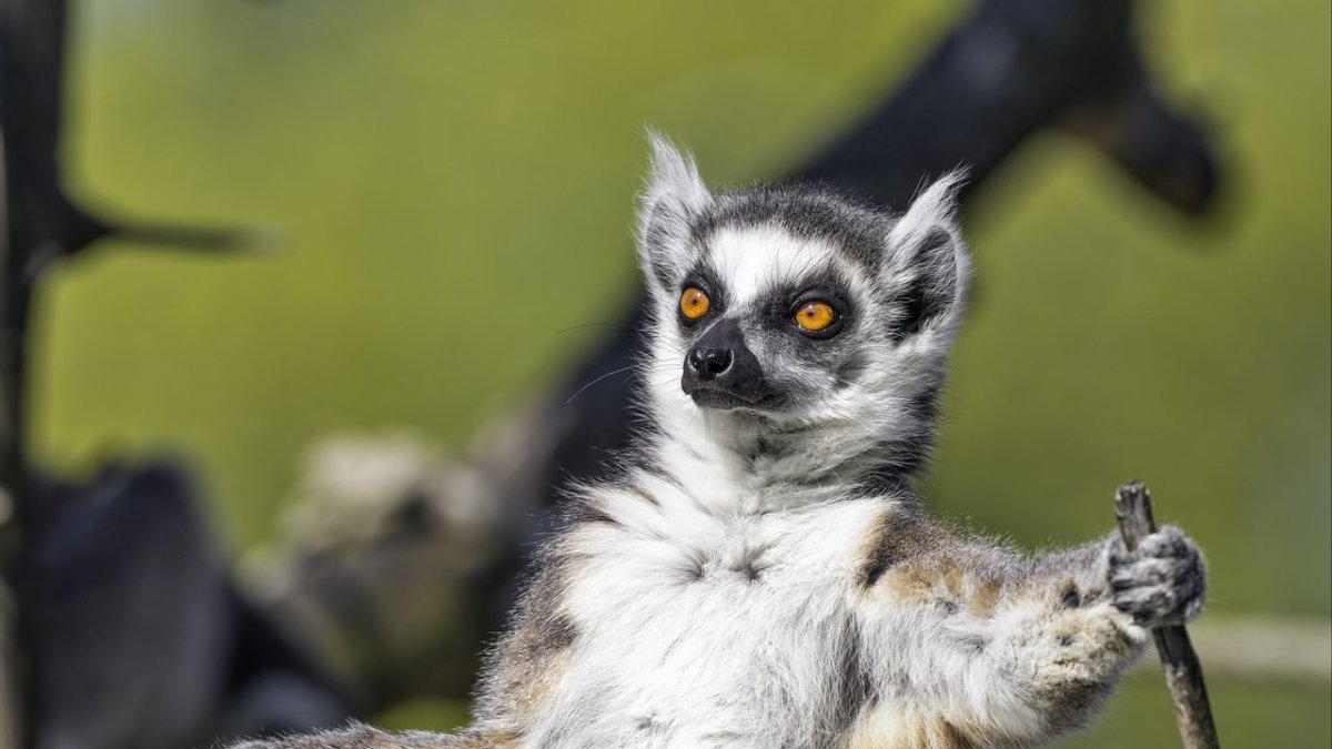 Ring-tailed Lemur