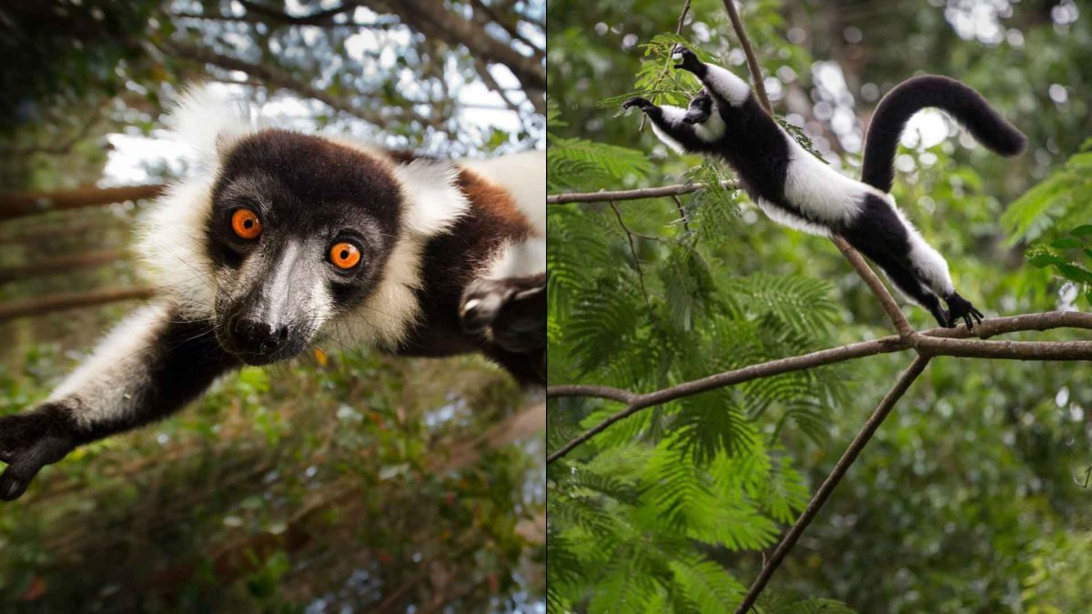 Филиппинский летающий лемур
