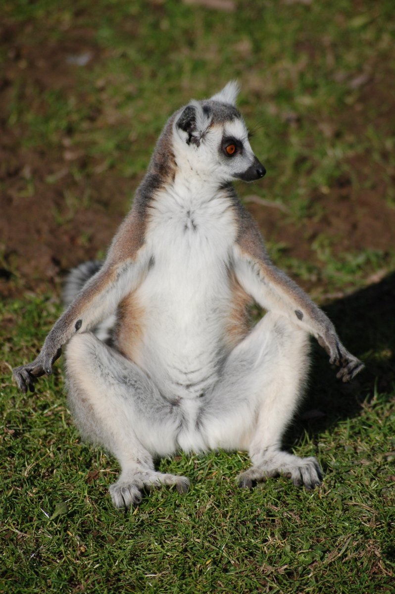 Летучий галаго