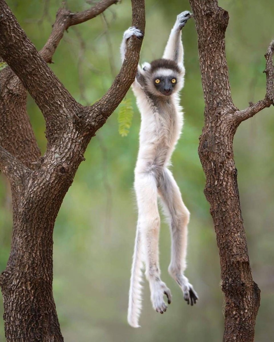 Золотоголовый сифака