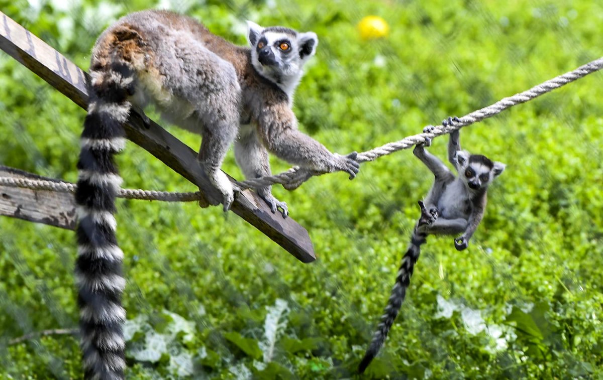 Лемур летун