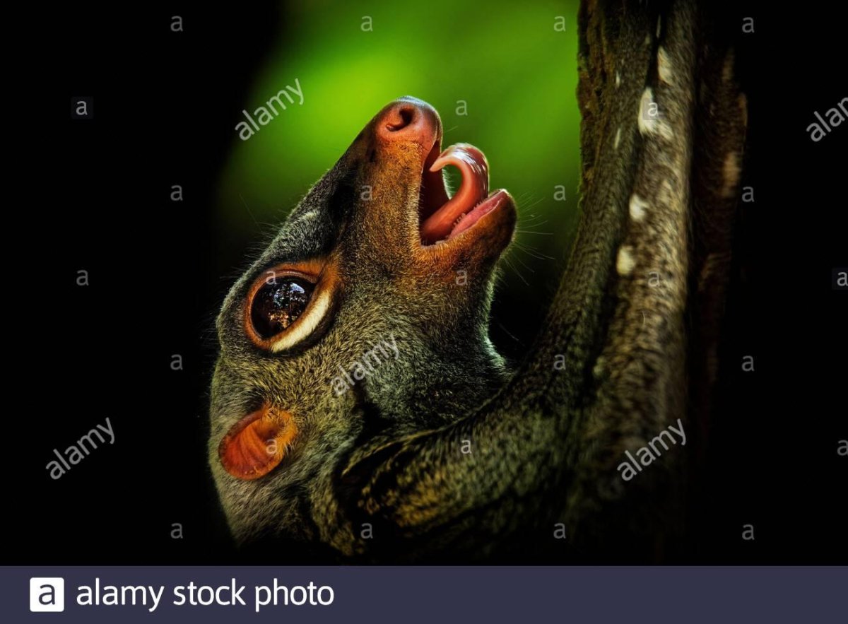 Малайский шерстокрыл