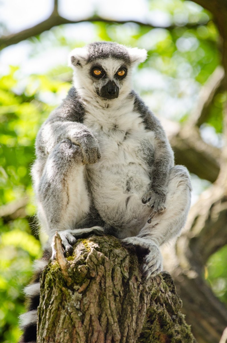 Лемур Сунда