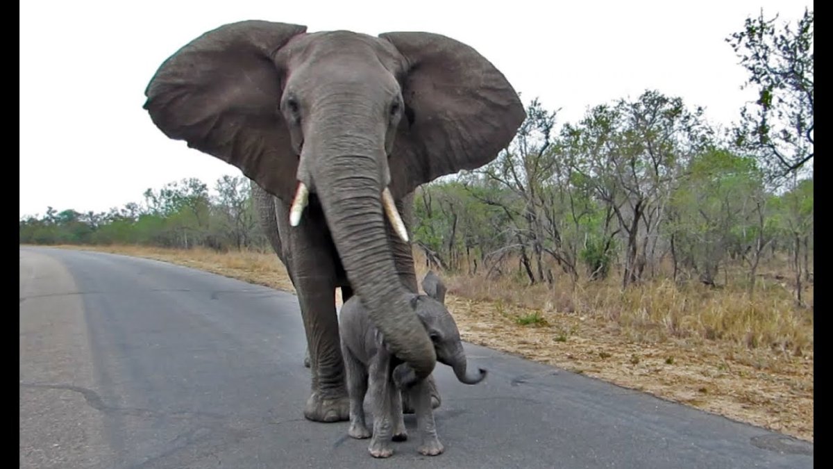 Слоны защищаются