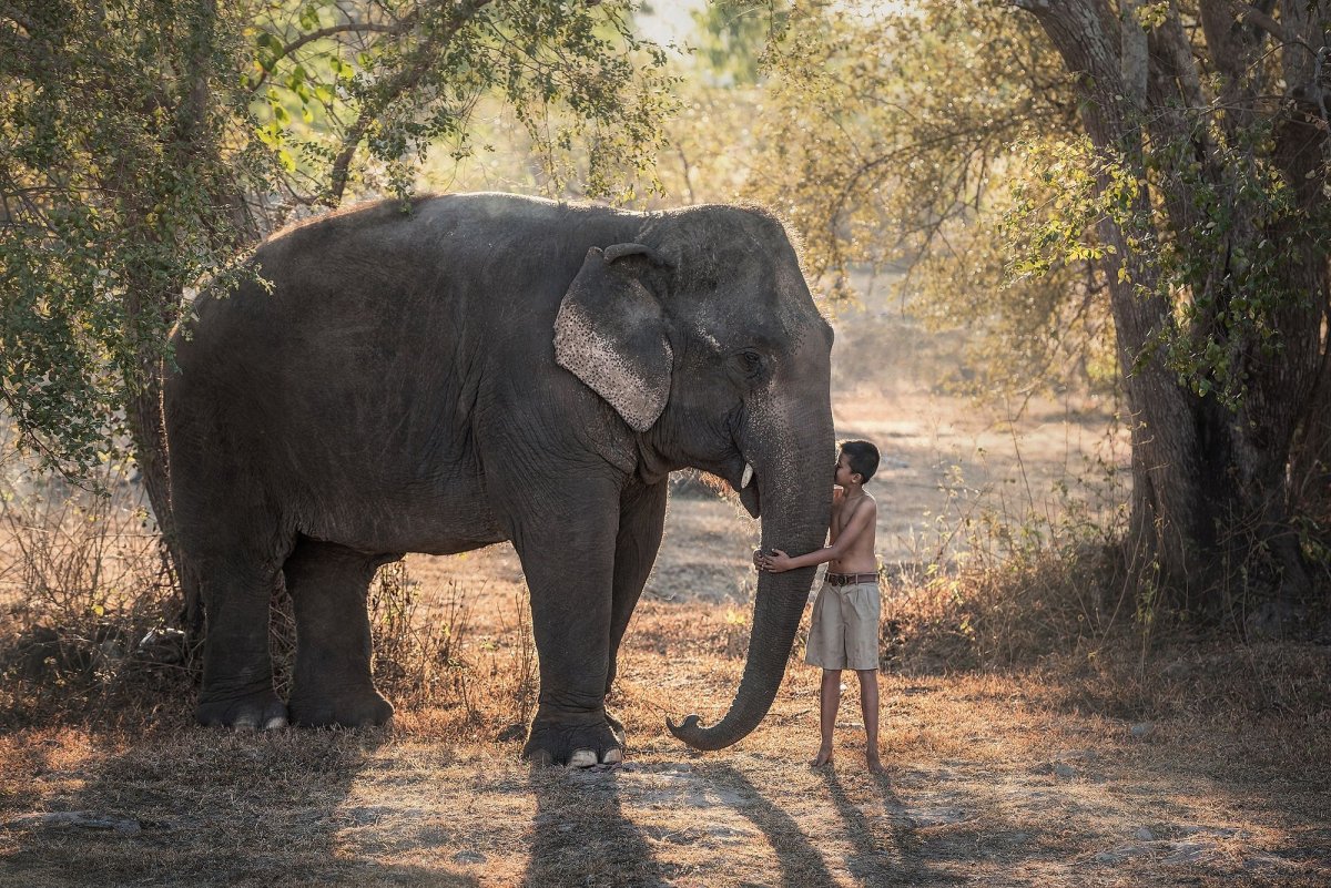 Слон рядом с человеком