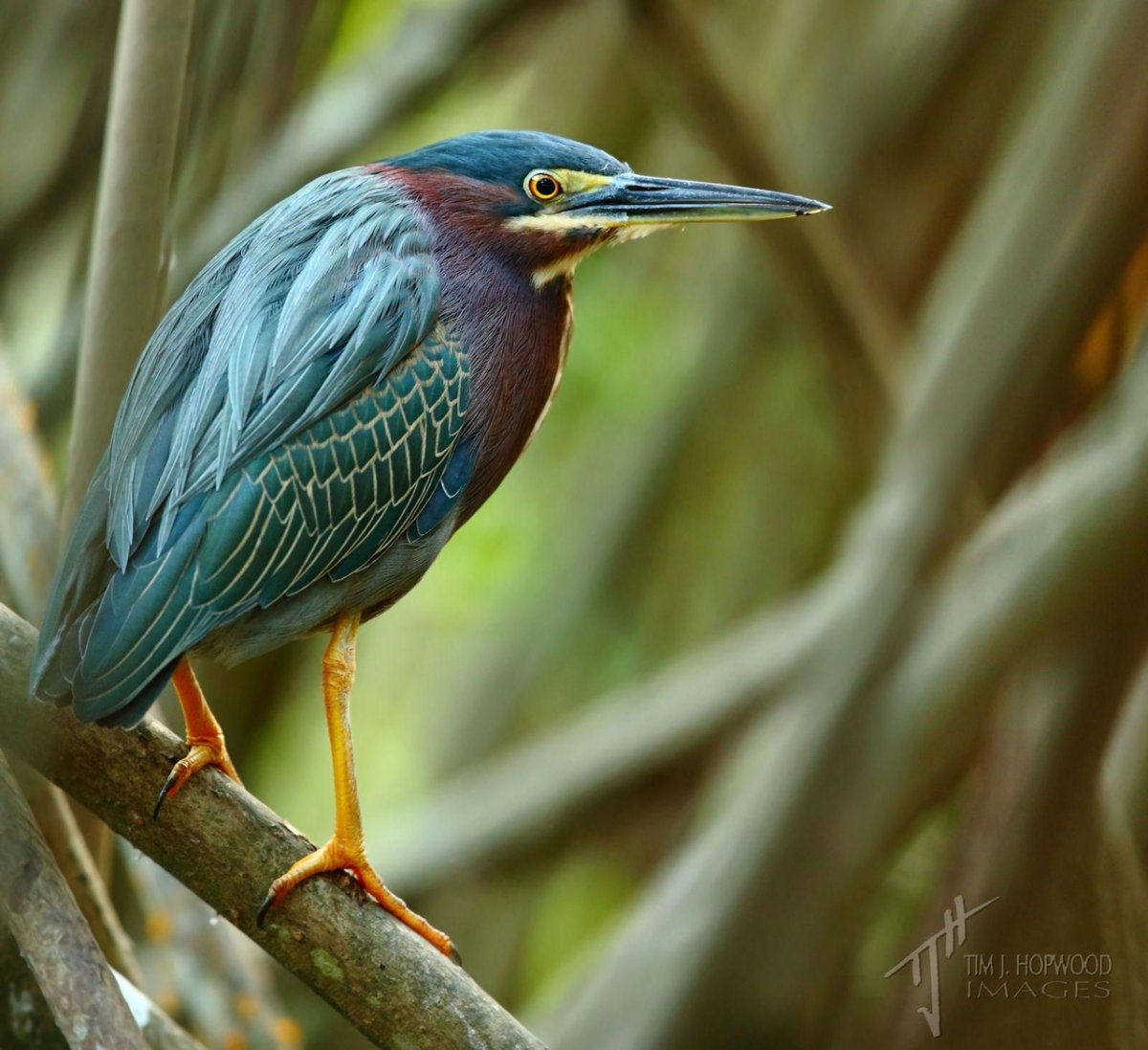 Зеленая кваква