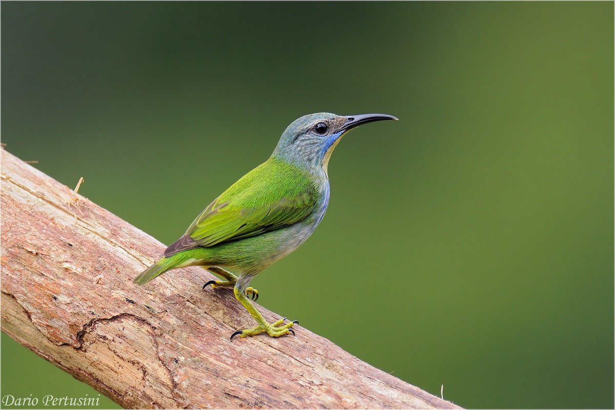 Птичка с салатовой спинкой