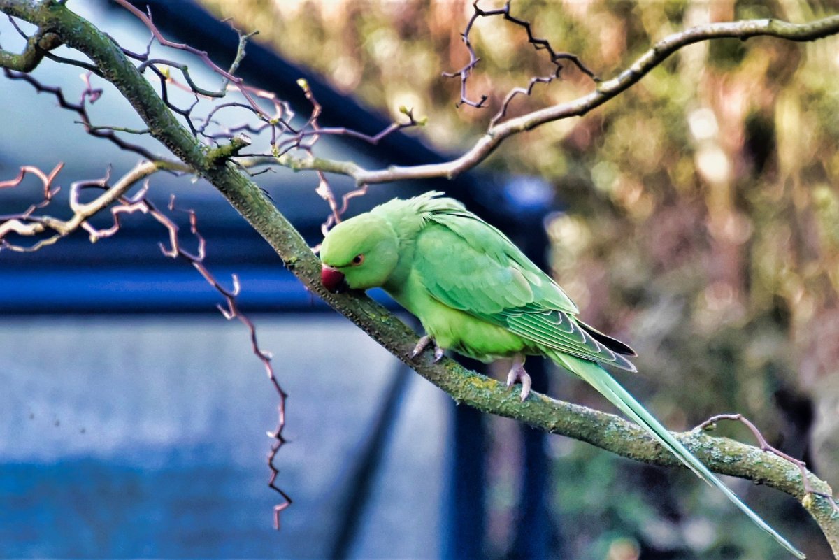 Ожереловый попугай и волнистый