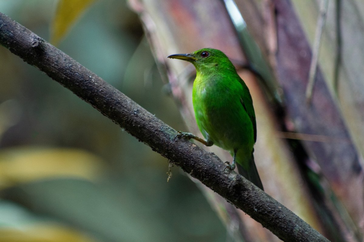 Зеленая птица