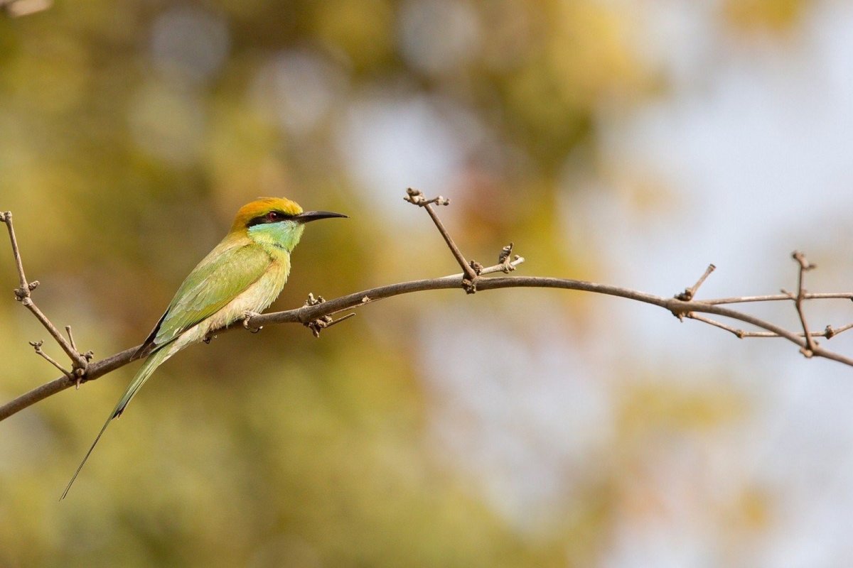 Зеленая природа птицы